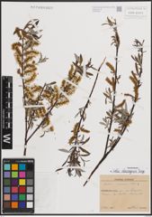 Foto von Salix eleagnos Scop.